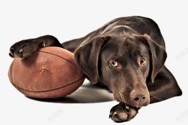 拿着橄榄球的狗png免抠素材_新图网 https://ixintu.com 动物 可爱 高清免费png素材