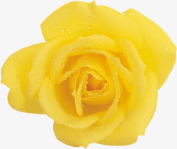 黄色新鲜玫瑰素材