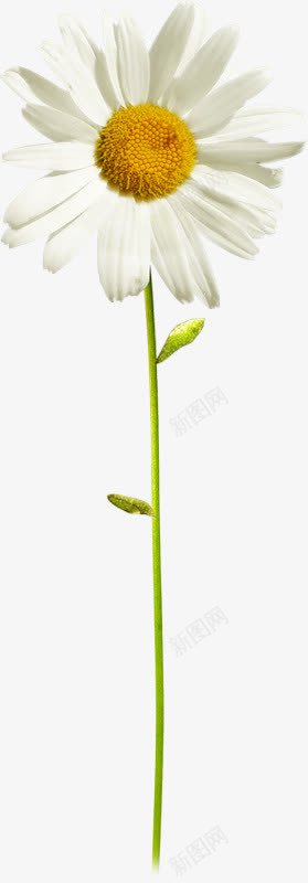白色向日葵花朵png免抠素材_新图网 https://ixintu.com 向日葵 白色 花朵