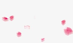 粉色花瓣透明背景素材