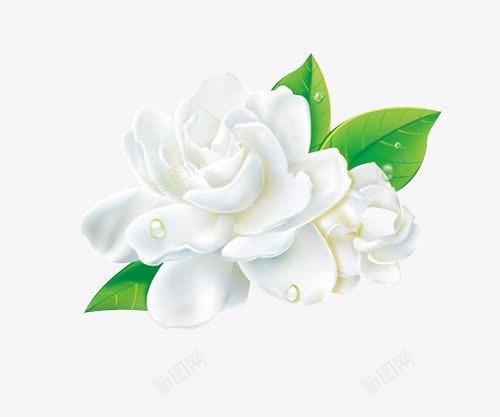 透明白色茉莉花朵png免抠素材_新图网 https://ixintu.com 白色 花朵 茉莉 透明