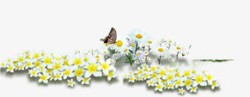 黄白花丛春天黄白色花丛蝴蝶装饰高清图片