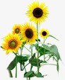 植物向日葵黄色花朵效果png免抠素材_新图网 https://ixintu.com 向日葵 效果 植物 花朵 黄色