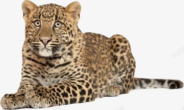 豹png免抠素材_新图网 https://ixintu.com 保护动物 动物 豹 野生保护动物