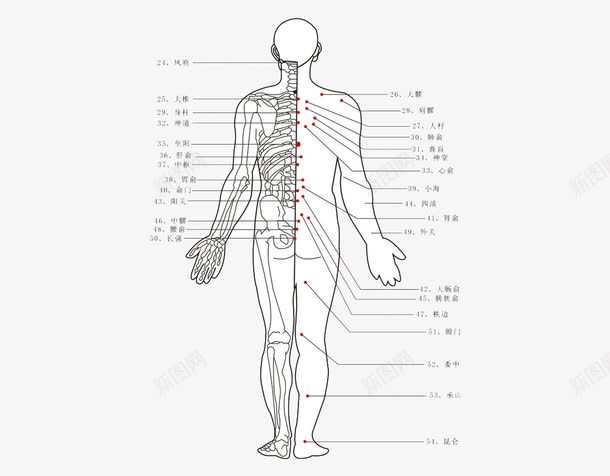 针灸图png免抠素材_新图网 https://ixintu.com 中医 医药 矢量素材 示意图 针灸