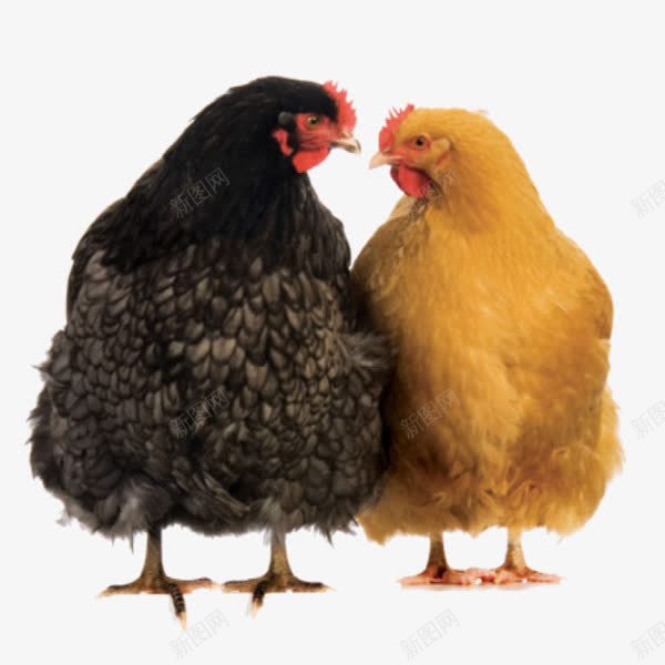 对视的鸡png免抠素材_新图网 https://ixintu.com 动物 家禽 鸡 黄色 黑色
