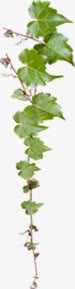 创意摄影墙壁上的植物png免抠素材_新图网 https://ixintu.com 创意 墙壁 摄影 植物