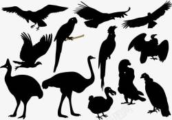 矢量黑色鸵鸟黑色鸟禽类集合高清图片