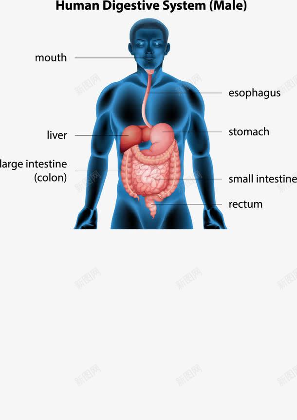 人体解剖信息png免抠素材_新图网 https://ixintu.com 人体 肠胃 解剖效果 透光效果