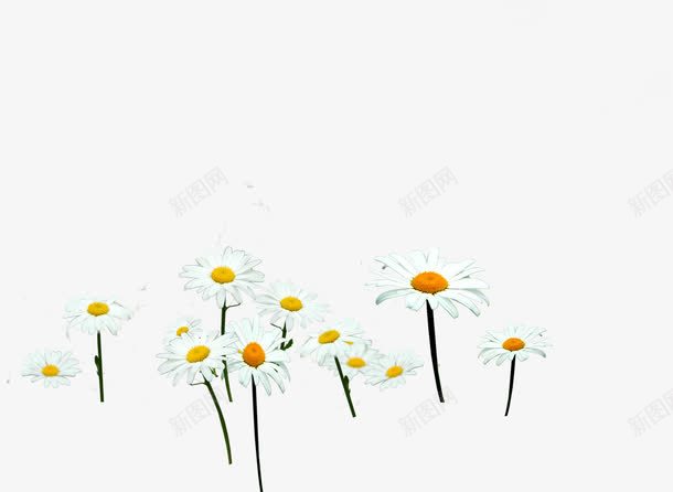 花朵白色自然美景png免抠素材_新图网 https://ixintu.com 白色 美景 自然 花朵