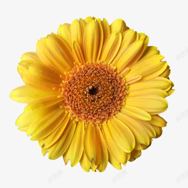 花卉图案png免抠素材_新图网 https://ixintu.com 创意花卉图片 卡通鲜花图片 手绘花朵 背景 背景素材 花束图片 鲜花图案