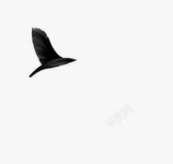 动物手绘黑白海鸥素材