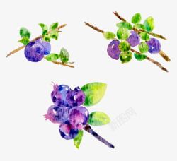 手绘花卉紫色果实插画水彩素材