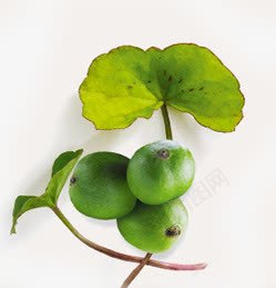 绿色青涩果实植物png免抠素材_新图网 https://ixintu.com 果实 植物 绿色