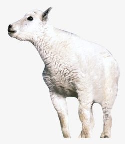 常见高原动物高原绵羊高清图片