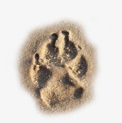 动物沙子可爱沙滩狗爪脚印高清图片