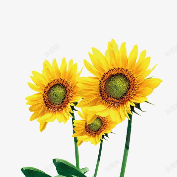 向日葵psd免抠素材_新图网 https://ixintu.com 向日葵 植物 瓜子 花