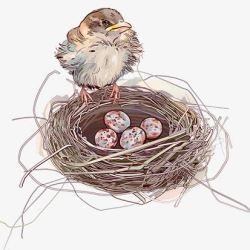 鸟巢鸟和鸟蛋卡通素材