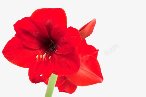 大红色花朵实拍元素png免抠素材_新图网 https://ixintu.com 元素 实拍 红色 花朵