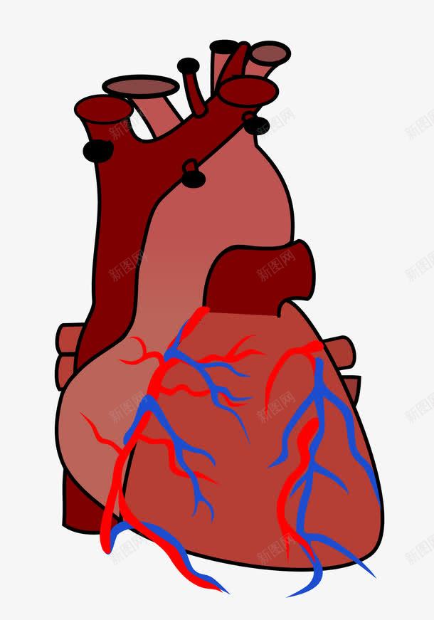 心脏解剖png免抠素材_新图网 https://ixintu.com 器官 心脏 心血管 心跳 脉冲 血液循环 解剖 身体