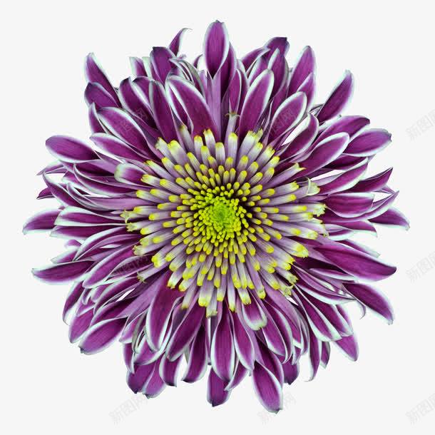 抽象鲜花手绘花朵紫色png免抠素材_新图网 https://ixintu.com 抽象花朵 紫色 花朵 花朵海报背景 鲜花 鲜花元素 鲜花相框 鲜花矢量