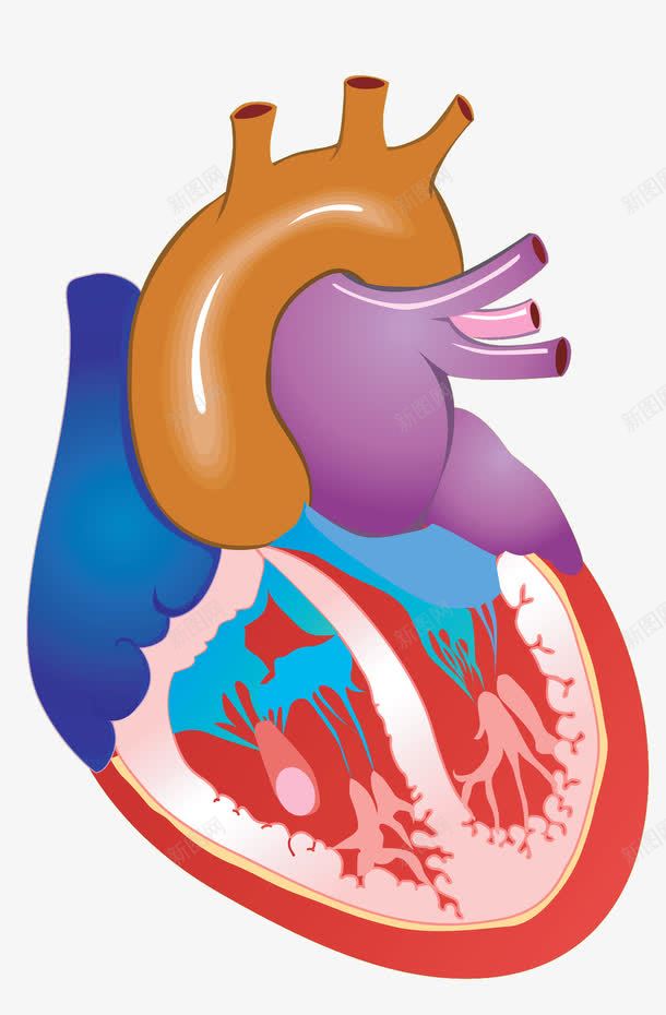 心脏png免抠素材_新图网 https://ixintu.com 医生 卡通 心电图 心脏 手术