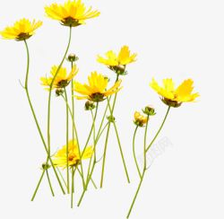 草原美景黄色花朵素材