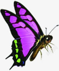 紫色唯美装饰蝴蝶素材