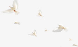 展翅高飞白色卡通海鸥png免抠素材_新图网 https://ixintu.com 卡通 展翅 海鸥 白色