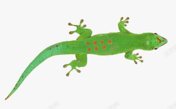 爬行动物png免抠素材_新图网 https://ixintu.com 动物 红色斑点 绿色 蜥蜴