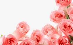 粉色装饰边框玫瑰素材