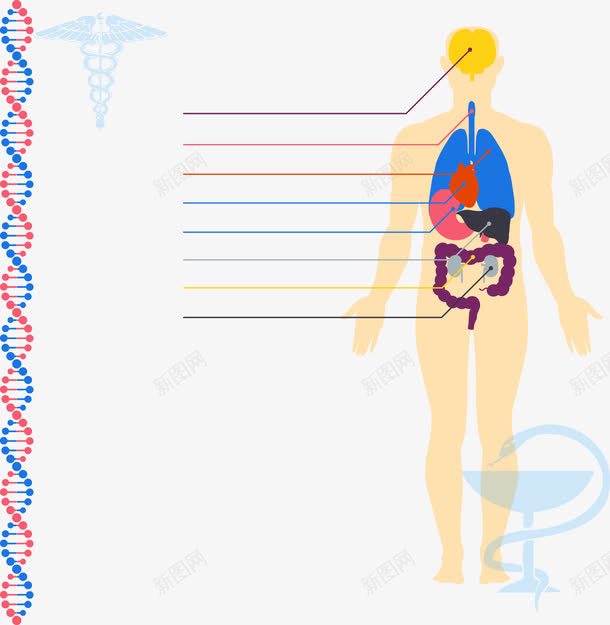 人体器官png免抠素材_新图网 https://ixintu.com 人体器官 人物 免费矢量下载 器官分布