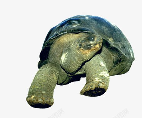 上了年纪的乌龟png免抠素材_新图网 https://ixintu.com 动物 爬行动物 生物 老乌龟