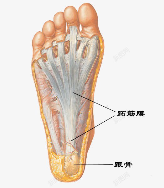 跟骨足底图png免抠素材_新图网 https://ixintu.com 区域 粉嫩足底 脚底穴位 足底 足底反射区图 足底按摩 足底穴位 跟骨