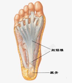 脚部反射区穴位跟骨足底图高清图片