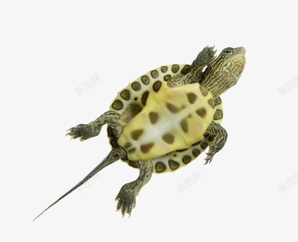 一只乌龟png免抠素材_新图网 https://ixintu.com PNG图形 PNG装饰 乌龟 动物 卡通 装饰