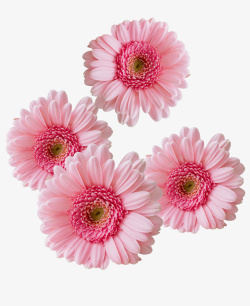 花朵鲜花粉色高清图片