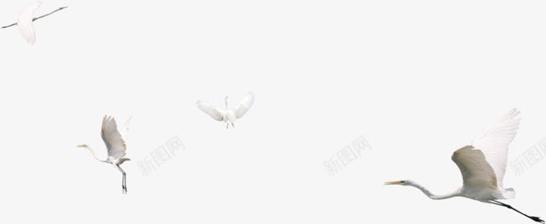 白色和平鸽子文化png免抠素材_新图网 https://ixintu.com 和平 文化 白色 鸽子
