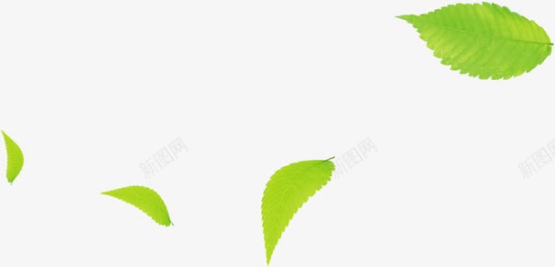 夏日绿色植物树叶效果png免抠素材_新图网 https://ixintu.com 夏日 效果 树叶 绿色植物