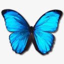 形态Menelaus肖像png免抠素材_新图网 https://ixintu.com animal butterfly menelaus morpho 动物 大闪蝶 斯巴达王 蝴蝶