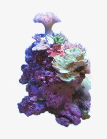 植物群珊瑚高清图片
