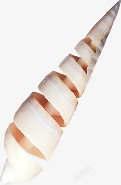 螺旋海螺白色螺旋海螺高清图片