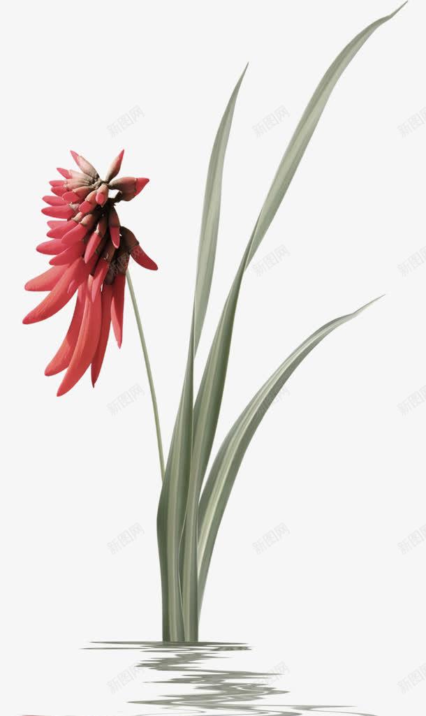 红色花朵绿色植物png免抠素材_新图网 https://ixintu.com 植物 素材 红色 绿色 花朵