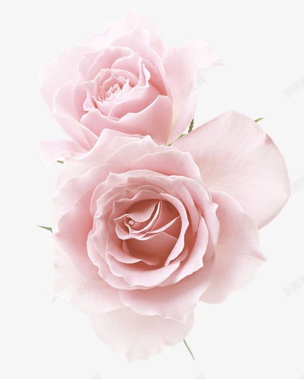 粉色玫瑰花鲜花装饰图案png免抠素材_新图网 https://ixintu.com 免抠PNG 玫瑰花 粉色 装饰图案 鲜花