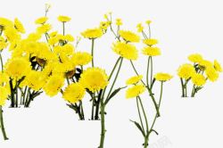 黄色卡通自然花朵素材