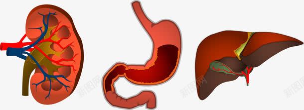 人体内脏png免抠素材_新图网 https://ixintu.com 人体 人体内脏器官 内脏 肠道 肾