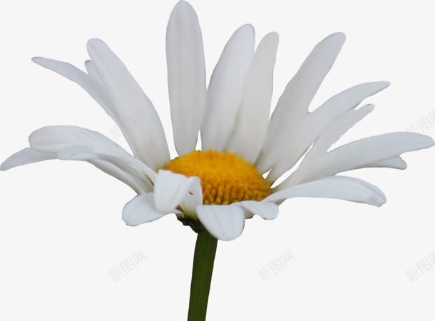 唯美清新白色花朵png免抠素材_新图网 https://ixintu.com 清新 白色 素材 花朵
