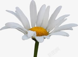 唯美清新白色花朵素材