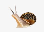 蜗牛爬行动物蜗速素材