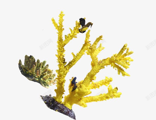 黄色珊瑚海报背景png免抠素材_新图网 https://ixintu.com 珊瑚海 背景 黄色